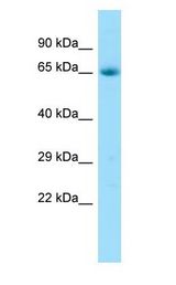 PAEL Receptor / GPR37 antibody Western Blot of Fetal Heart.