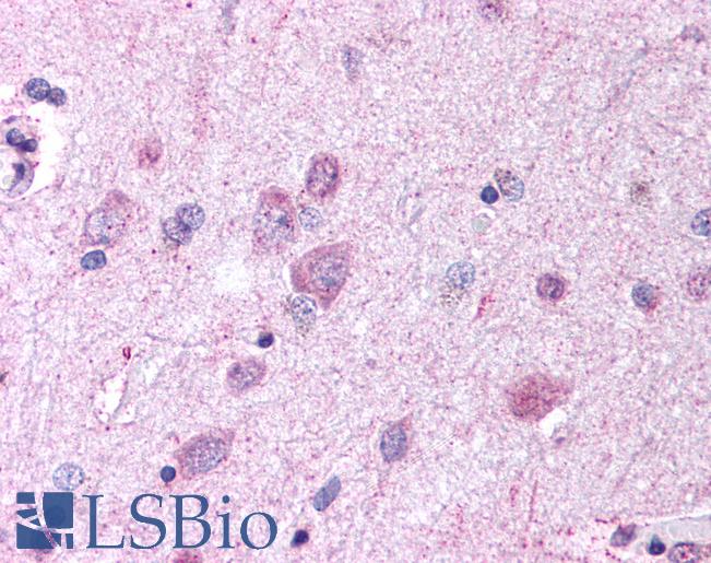 Anti-GPR37 antibody LS-A127 IHC of human brain, cortex. Immunohistochemistry of formalin-fixed, paraffin-embedded tissue after heat-induced antigen retrieval.
