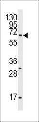Western blot of anti-Pael-R (GPR37) Antibody in K562 cell line lysates (35 ug/lane). Pael-R (arrow) was detected using the purified antibody.