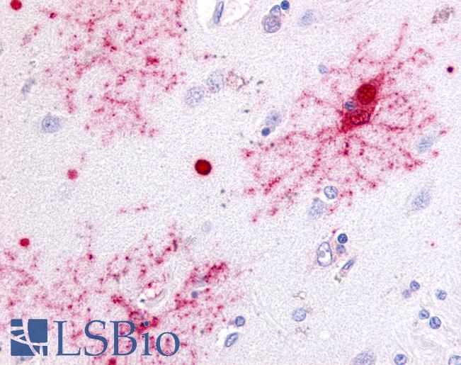 Anti-GPR37 antibody LS-A4564 IHC of human brain. Immunohistochemistry of formalin-fixed, paraffin-embedded tissue after heat-induced antigen retrieval.