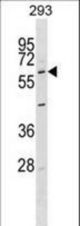 Pael Antibody western blot of 293 cell line lysates (35 ug/lane). The Pael antibody detected the Pael protein (arrow).