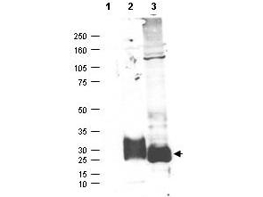 Anti-MAGP-2 Antibody - Western Blot. Western blot of affinity purified anti-MAGP-2 antibody shows detection (arrowhead) of secreted MAGP-2 (lane 2) and MAGP-2 present in a MAGP-2 transfected HEK293 lysate (lane 3). No staining is detected in supernatants from non-transfected cells (lane 1). After SDS-PAGE and transfer, the membrane was probed with the primary antibody diluted to 1:100 in TBST with 5% BSA overnight at 4C. Personal Communication, Micheal Birrer, CCR-NCI, Bethesda, MD.