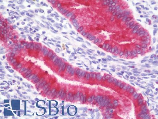 Anti-PAEP / Glycodelin / GdF antibody IHC staining of human uterus, endometrium. Immunohistochemistry of formalin-fixed, paraffin-embedded tissue after heat-induced antigen retrieval. Antibody LS-B10557 dilution 1:100.