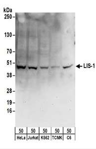 Detection of Human, Mouse and Rat LIS-1 by Western Blot. Samples: Whole cell lysate (50 ug) from HeLa, 293T, K562, mouse TCMK-1, and rat C6 cells. Antibodies: Affinity purified rabbit anti-LIS-1 antibody used for WB at 1 ug/ml. Detection: Chemiluminescence with an exposure time of 30 seconds.
