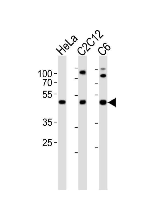 Western blot of lysates from HeLa, mouse C2C12, rat C6 cell line (from left to right) with PAFAH1B1 Antibody. Antibody was diluted at 1:1000 at each lane. A goat anti-rabbit IgG H&L (HRP) at 1:10000 dilution was used as the secondary antibody. Lysates at 20 ug per lane.