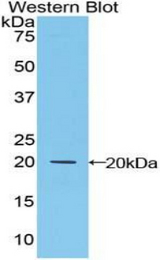 Western blot of recombinant MFAP5 / MAGP2.