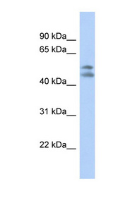 PAFAH1B1 / LIS1 antibody LS-B8228 Western blot of MCF7 cell lysate.