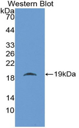 Western blot of recombinant MFAP5 / MAGP2.
