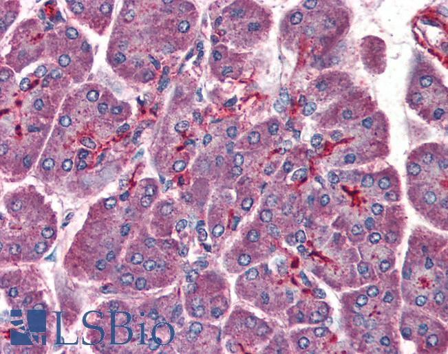 Anti-PAFAH1B1 / LIS1 antibody IHC of human pancreas. Immunohistochemistry of formalin-fixed, paraffin-embedded tissue after heat-induced antigen retrieval. Antibody LS-B3029 concentration 75 ug/ml.