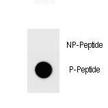 Dot blot of Phospho-PAFAH1B2-S64 antibody Phospho-specific antibody on nitrocellulose membrane. 50ng of Phospho-peptide or Non Phospho-peptide per dot were adsorbed. Antibody working concentrations are 0.6ug per ml.