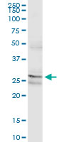 PAFAH1B2 monoclonal antibody (M01A), clone 2F4-1C10. Western Blot analysis of PAFAH1B2 expression in human kidney.