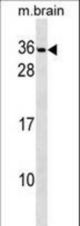 PAFAH1B2 Antibody western blot of mouse brain tissue lysates (35 ug/lane). The PAFAH1B2 Antibody detected the PAFAH1B2 protein (arrow).