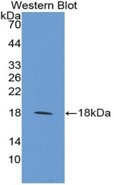 Western blot of recombinant MFAP5 / MAGP2.