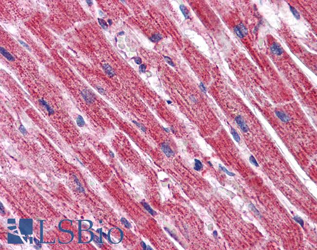Anti-C16orf53 antibody IHC of human heart. Immunohistochemistry of formalin-fixed, paraffin-embedded tissue after heat-induced antigen retrieval. Antibody LS-B5043 concentration 5 ug/ml.