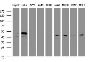 Western blot of extracts (35 ug) from 9 different cell lines by using g anti-SERBP1 monoclonal antibody (HepG2: human; HeLa: human; SVT2: mouse; A549: human; COS7: monkey; Jurkat: human; MDCK: canine; PC12: rat; MCF7: human).