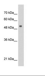 HepG2 Cell Lysate