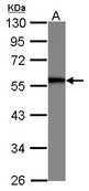 Sample (30 ug of whole cell lysate) A: HeLa 10% SDS PAGE SERBP1 antibody diluted at 1:1000