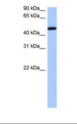 Heart cell lysate. Antibody concentration: 0.5 ug/ml. Gel concentration: 12%.