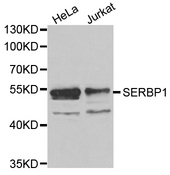 Western blot analysis of extracts of various cell lines, using SERBP1 antibody.