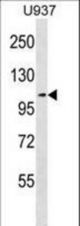 MCC Antibody western blot of U937 cell line lysates (35 ug/lane). The MCC antibody detected the MCC protein (arrow).