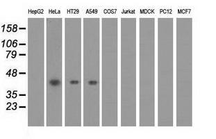 Western blot of extracts (35 ug) from 9 different cell lines by using anti-PAICS monoclonal antibody.