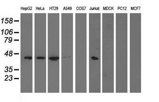 Western blot of extracts (35 ug) from 9 different cell lines by using anti-PAICS monoclonal antibody.