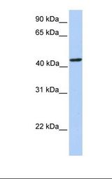 Fetal brain lysate. Antibody concentration: 1.0 ug/ml. Gel concentration: 12%.