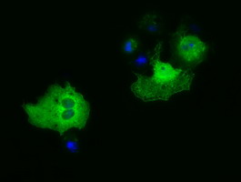 Anti-PAICS mouse monoclonal antibody immunofluorescent staining of COS7 cells transiently transfected by pCMV6-ENTRY PAICS.