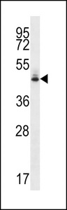 HMFG Antibody western blot of HeLa cell line lysates (35 ug/lane). The HMFG antibody detected the HMFG protein (arrow).