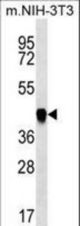 PAICS Antibody western blot of mouse NIH-3T3 cell line lysates (35 ug/lane). The PAICS antibody detected the PAICS protein (arrow).