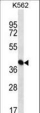 PAICS Antibody western blot of K562 cell line lysates (35 ug/lane). The PAICS antibody detected the PAICS protein (arrow).