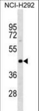 PAIP1 Antibody western blot of NCI-H292 cell line lysates (35 ug/lane). The PAIP1 antibody detected the PAIP1 protein (arrow).