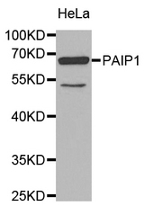 Western blot analysis of extracts of HeLa cell line, using PAIP1 antibody.