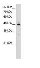 HepG2 Cell Lysate