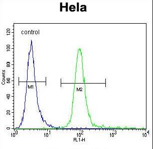 HMFG Antibody flow cytometry of HeLa cells (right histogram) compared to a negative control cell (left histogram). FITC-conjugated goat-anti-rabbit secondary antibodies were used for the analysis.