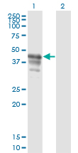 Western blot of PAIP1 expression in transfected 293T cell line by PAIP1 monoclonal antibody (M04), clone 2D11.