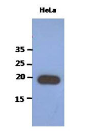 Western Blot: The extracts of HeLa (40 ug) were resolved by SDS-PAGE, transferred to PVDF membrane and probed with anti-human PAIP2 antibody (1:1000). Proteins were visualized using a goat anti-mouse secondary antibody conjugated to HRP and an ECL detection system.