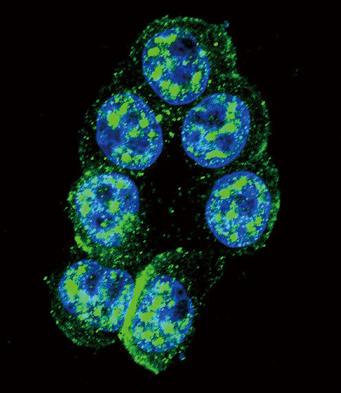 Confocal immunofluorescent of Phospho-PAK1-pT423 Antibody with HeLa cell followed by Alexa Fluor 488-conjugated goat anti-rabbit lgG (green). DAPI was used to stain the cell nuclear (blue).