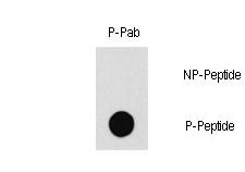 Dot blot of Phospho-PAK1-T212 antibody on nitrocellulose membrane. 50ng of Phospho-peptide or Non Phospho-peptide per dot were adsorbed. Antibody working concentrations are 0.5ug per ml.