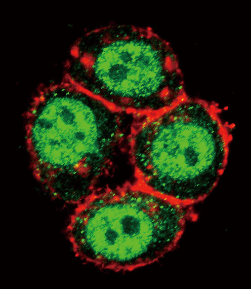 Confocal immunofluorescent of PAK1 Antibody (T423) with HeLa cell followed by Alexa Fluor 488-conjugated goat anti-rabbit lgG (green). Actin filaments have been labeled with Alexa Fluor 555 phalloidin (red).
