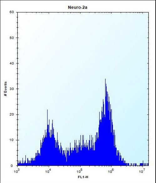 Mouse Pak4 Antibody flow cytometry of Neuro-2a cells (right histogram) compared to a negative control cell (left histogram). FITC-conjugated donkey-anti-rabbit secondary antibodies were used for the analysis.