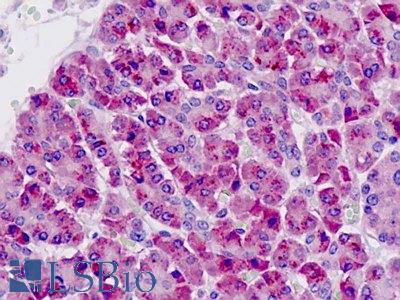 Anti-PAK6 antibody IHC staining of human pancreas. Immunohistochemistry of formalin-fixed, paraffin-embedded tissue after heat-induced antigen retrieval.