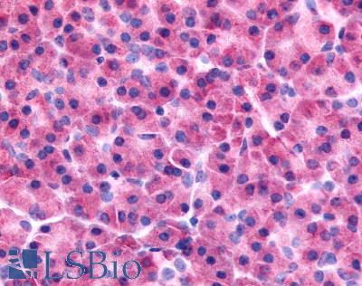 Anti-PAK7 antibody LS-A7963 IHC of human pancreas. Immunohistochemistry of formalin-fixed, paraffin-embedded tissue after heat-induced antigen retrieval.