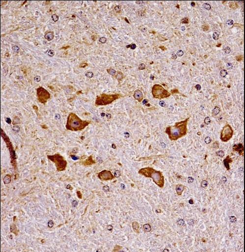 Mouse Pak7 Antibody immunohistochemistry of formalin-fixed and paraffin-embedded mouse brain tissue followed by peroxidase-conjugated secondary antibody and DAB staining.