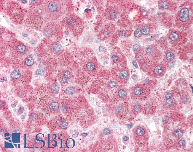 Anti-MPP6 antibody IHC of human liver. Immunohistochemistry of formalin-fixed, paraffin-embedded tissue after heat-induced antigen retrieval. Antibody LS-B2286 concentration 5 ug/ml.