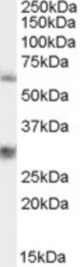 Antibody staining (0.3 ug/ml) of 293 lysate (RIPA buffer, 35 ug total protein per lane). Primary incubated for 1 hour. Detected by Western blot of chemiluminescence.