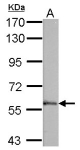 Sample (50 ug of whole cell lysate). A: mouse brain. 7.5% SDS PAGE. PALS2 / MPP6 antibody diluted at 1:1000.