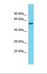 Western blot of Mouse Testis . Mpp6 antibody dilution 1.0 ug/ml.