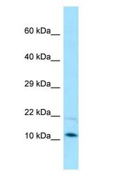 PAM16 antibody Western Blot of HepG2.