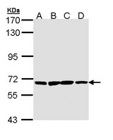 Sample (30 ug of whole cell lysate). A: H1299. B: Hela. C: Hep G2. D: Molt-4. 7.5% SDS PAGE. PAN3 antibody diluted at 1:1000.